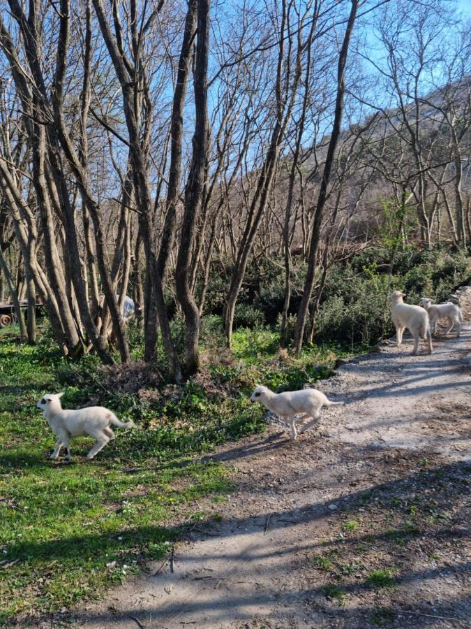 Wolf & Sheep Nature & Adventure Podgorica Exterior foto