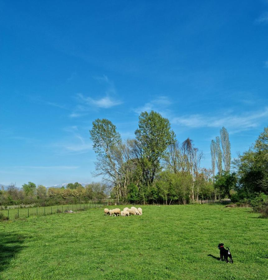 Wolf & Sheep Nature & Adventure Podgorica Exterior foto